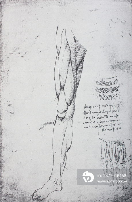 Anatomical notes. Profile, face, head. Manuscripts of Leonardo da Vinci in the vintage book Leonardo da Vinci by A.L. Volynskiy, St. Petersburg, 1899