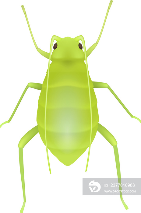 Greenfly isolated small cartoon aphid beetle