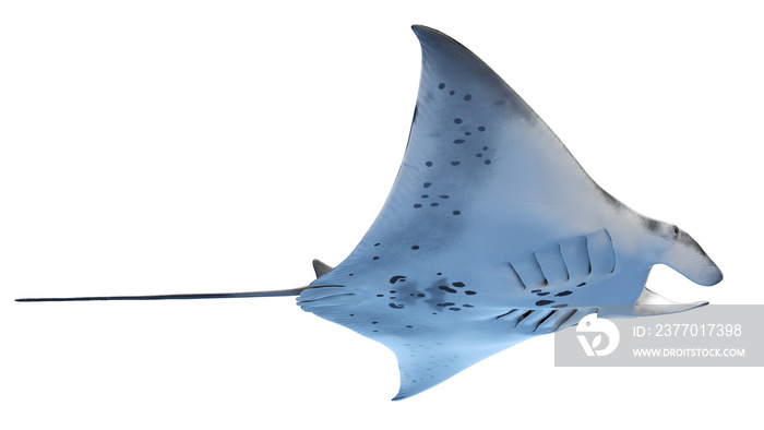 manta ray