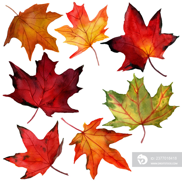 Watercolor set of autumn maple leaves isolated on white background. Illustration of autumn red, green, orange leaf in natural style, ready to use. Design for covers, packaging, labels, season offer.