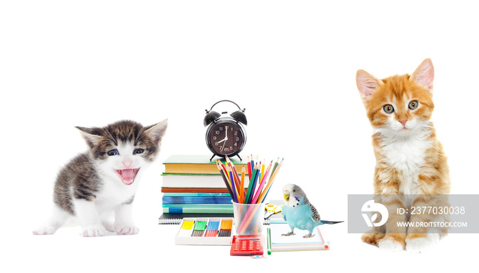 pet and school stationery isolated on a white background