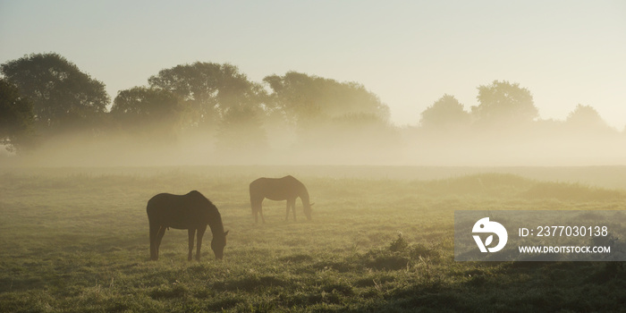 Two horses on a foggy morning