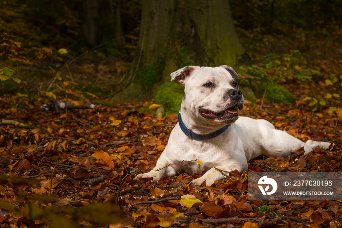 Hund Terrier im Wald Training