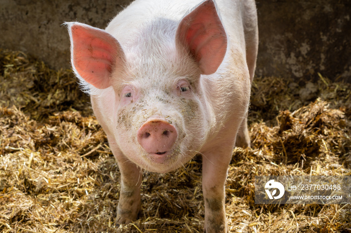 Animal portrait of cute young pig in sty. Swine breeding concept.