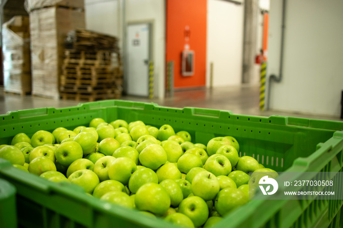 Apple fruit to be moved into cold storage in food processing factory.