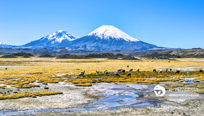 Lauca National Park, Chile