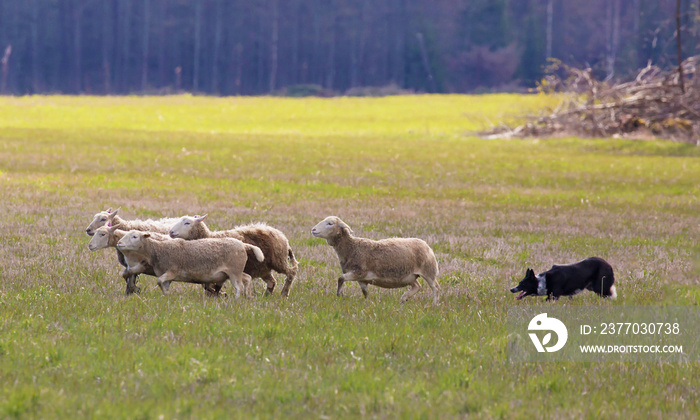 Border collie  in action to herd sheep.