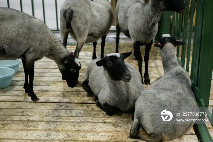 Flock of black and grey Romanov sheep at agricultural animal exhibition, small cattle trade show. Farming, agriculture industry, livestock and animal husbandry concept