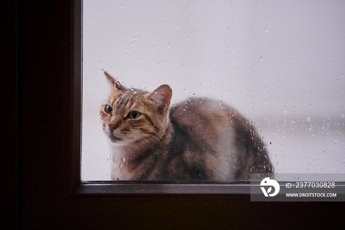 Street cat wats to enter the house sitting near the door at raining day.