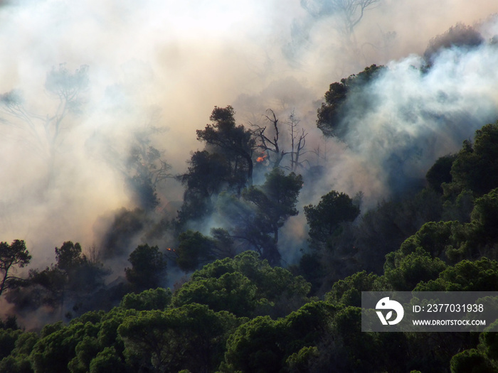 Incendio forestal