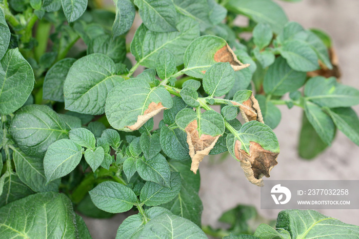 Leaves of potato plant Stricken Phytophthora (Phytophthora Infestans). Close Up.