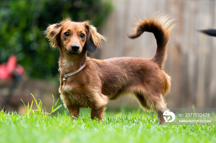 A very attentive and excited fluffy small breed dog pet standing at attention looking for something to chase or play with. dogs make the best pets as they are always happy to see you