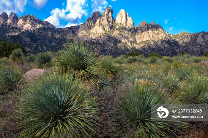 Dawn light and native yucca plants at Organ Mountains-Desert Peaks National Monument in New Mexico