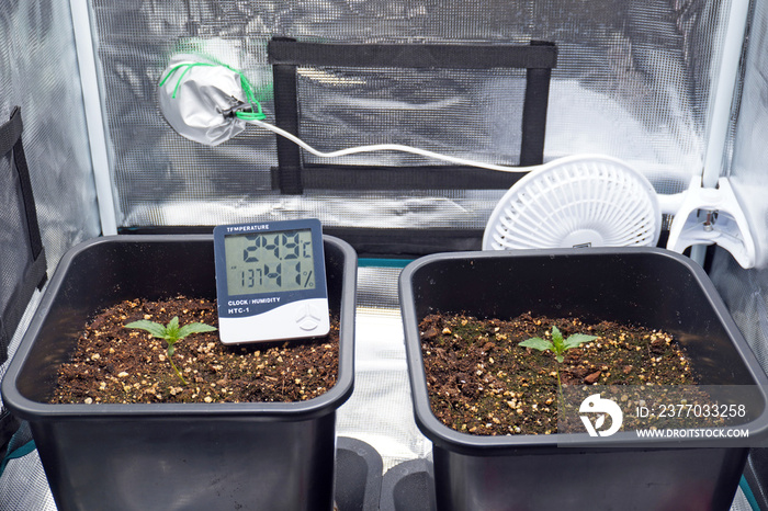 Cannabis plants  marijuana cultivating in grow tent. thermo hygrometer measurement. Growing weed indoor