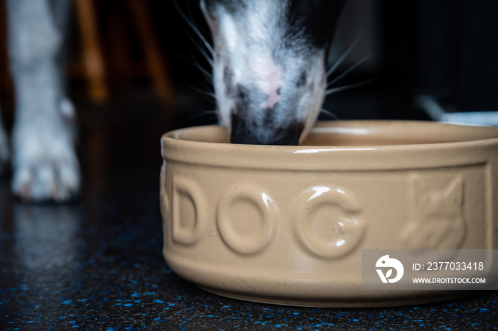 Dog eating out a large ceramic dog food bowl on a dark kitchen floor