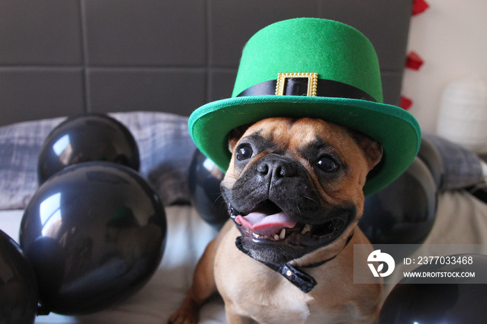 French Bulldog with St Patricks Day Hat at a balloon party