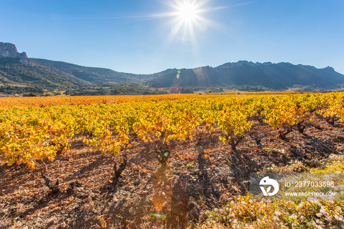 vignobles des Côtes Catalanes sous le soleil d’automne, Roussillon, France