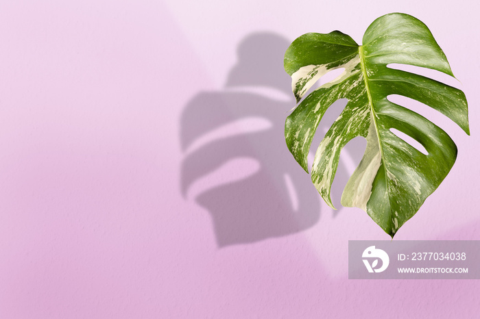 single leaf of variegated monstera plant on pink wall with shadow