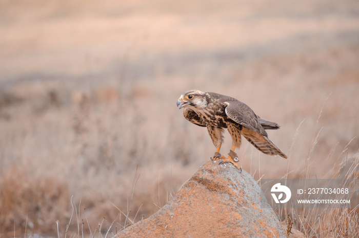 A rescued lanner falcon (Falco biarmicus) on a rock during a bird show at a Bird of Prey centre in South Africa