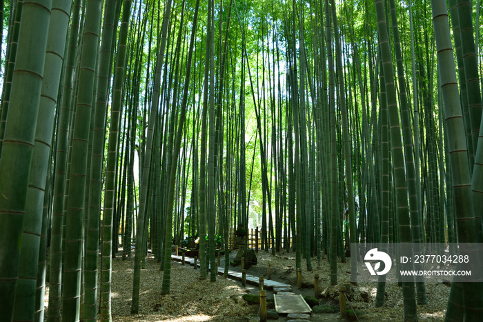 竹林　竹小道　報国寺