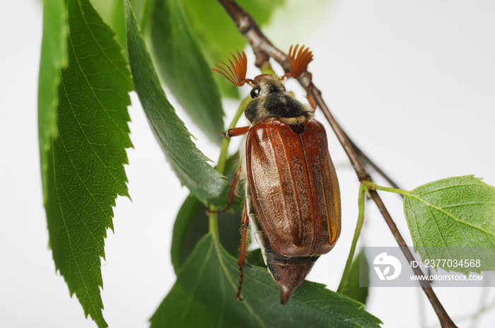 May beetles on leaves