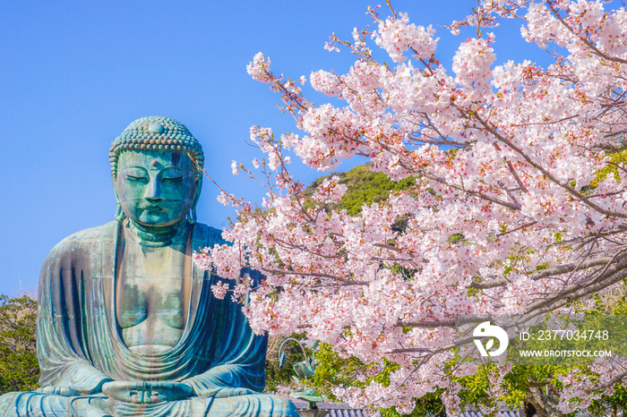 鎌倉の大仏と満開の桜