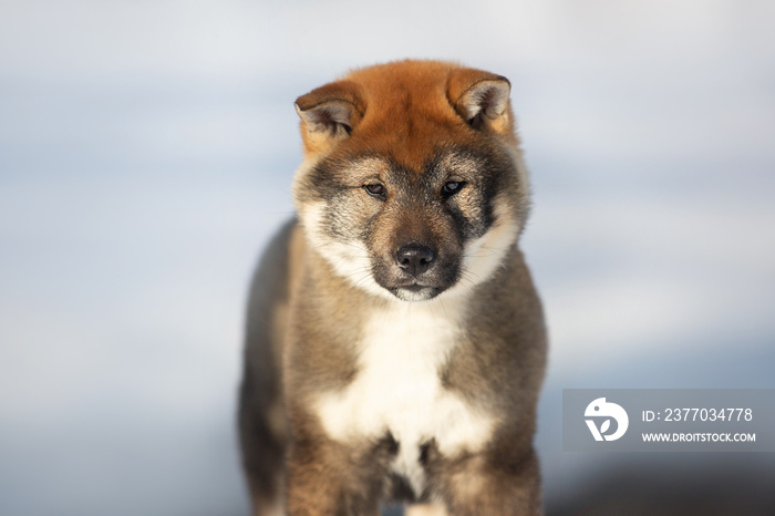 Close-up Portrait of an Shikoku puppy in winter. Shikoku ken puppy. Kochi-ken dog. Headshot