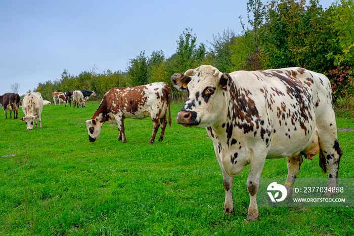 vache normande