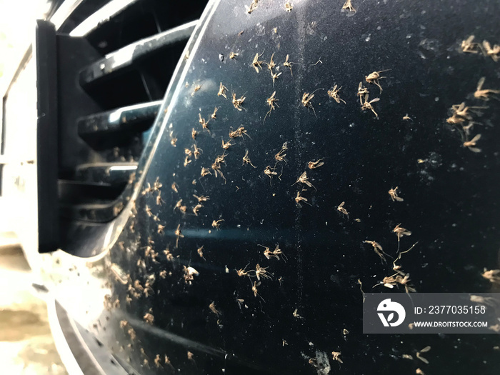 Close up dead insect or bugs and mosquitoes squashed on front bumper car or truck. Car cleaning or washing business background.