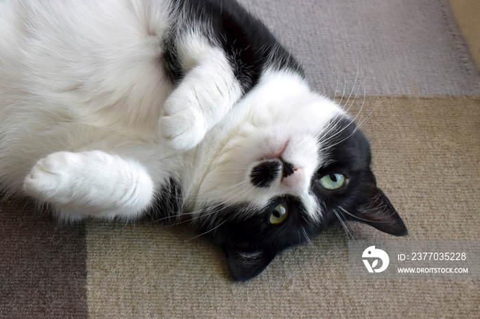 Black and white cat upside down on the rug at home.  Happy tabby cat laying on its back in a house.  Cute pet looking at the camera.