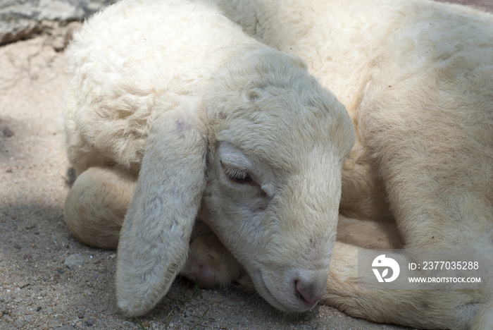 White sheep sleeping in the daytime.