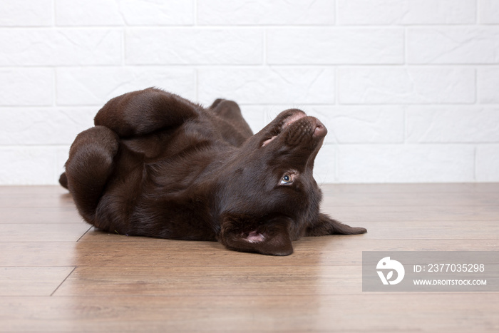 adorable brown labrador puppy resting on the floor