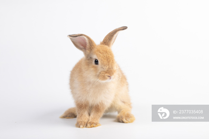 Little rabbit sitting on isolated white background at studio. It’s small mammals in the family Leporidae of the order Lagomorpha. Animal studio portrait.