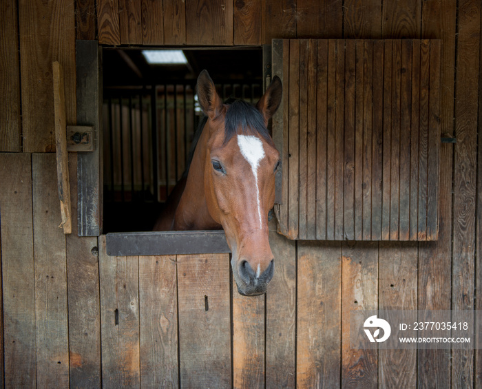 horse in the stable