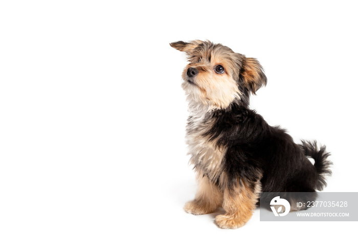 Isolated puppy sitting sideways while looking up. Puppy obedience training or waiting for something curious. Cute fluffy puppy or toy dog. Black and brown 4 months old male morkie. Selective focus.