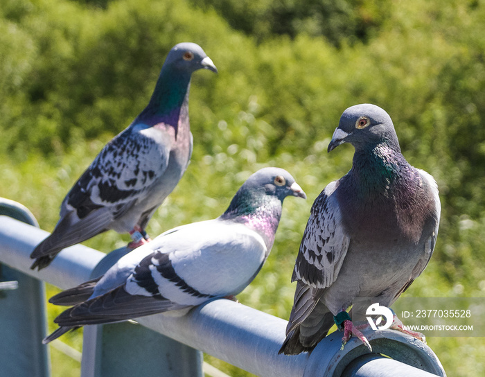 Pigeons (Columbinae) resting after flights.