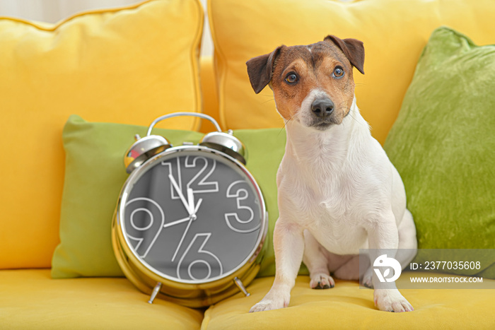 Cute dog with alarm clock on sofa at home