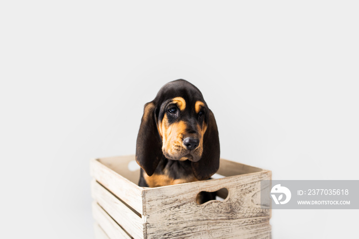 Bloodhound Puppy in Crate