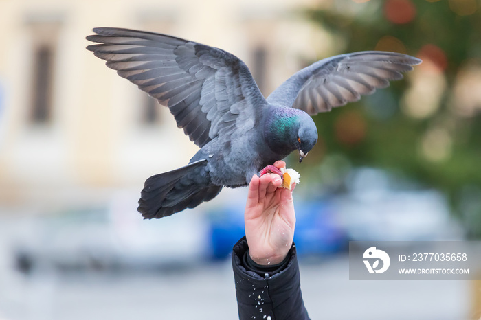 The pigeon sits on a human hand and feeds a tooth.