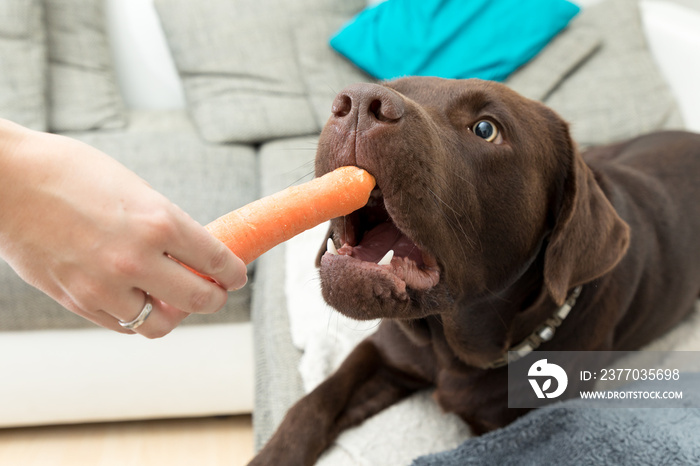 labrador eat a carrot