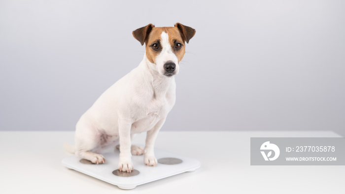 Dog jack russell terrier stands on the scales on a white background.