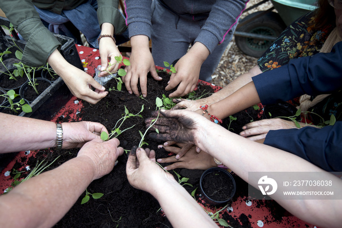 team gardenening, hands in earth with plant