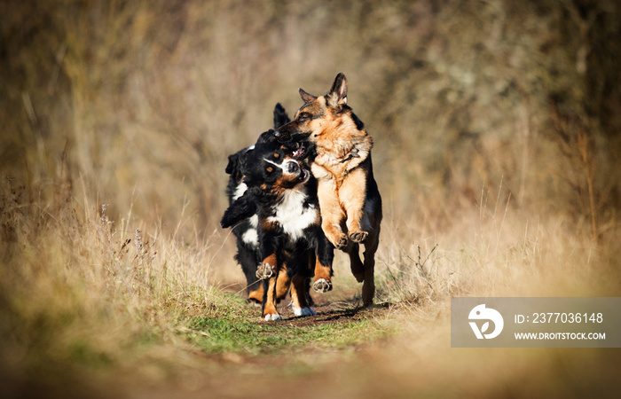 group of dogs running the field