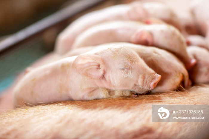 Group of small pigs sleep peacefully on there mother at piglet