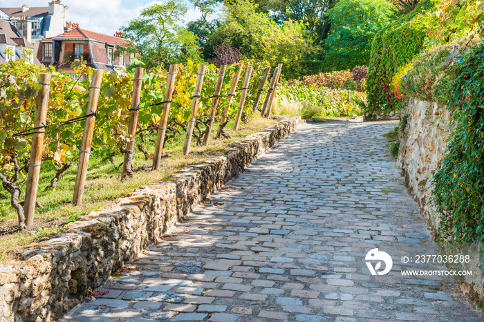 Famous vineyard on Montmartre, Paris. Tourist landmark place