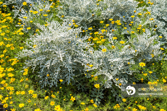 Artemisia absinthium or absinthe wormwood with euryops chrysanthemoidesor or african bush daisy in the garden