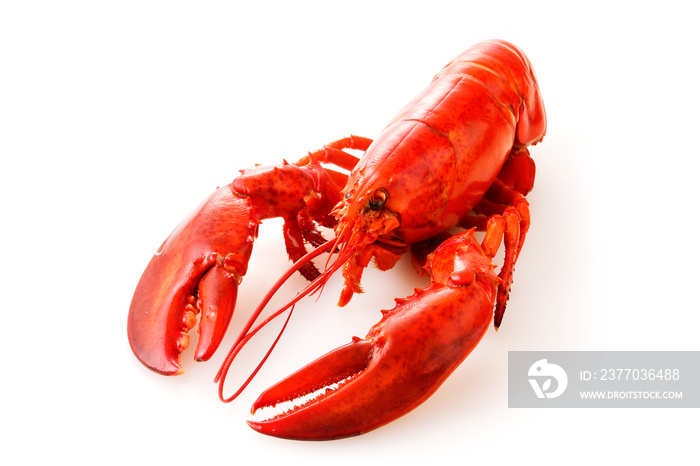 ロブスター　Lobster