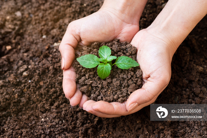 Hands holding sapling in soil surface