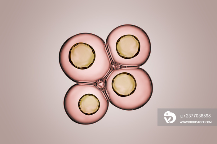 Cells division process, Cell divides into two cells