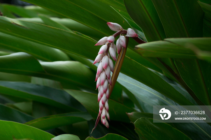 Flower in the form of pink bulbs of Shell Ginger (Alpinia Zerumbet) growing, in the background the leaves of the plant.